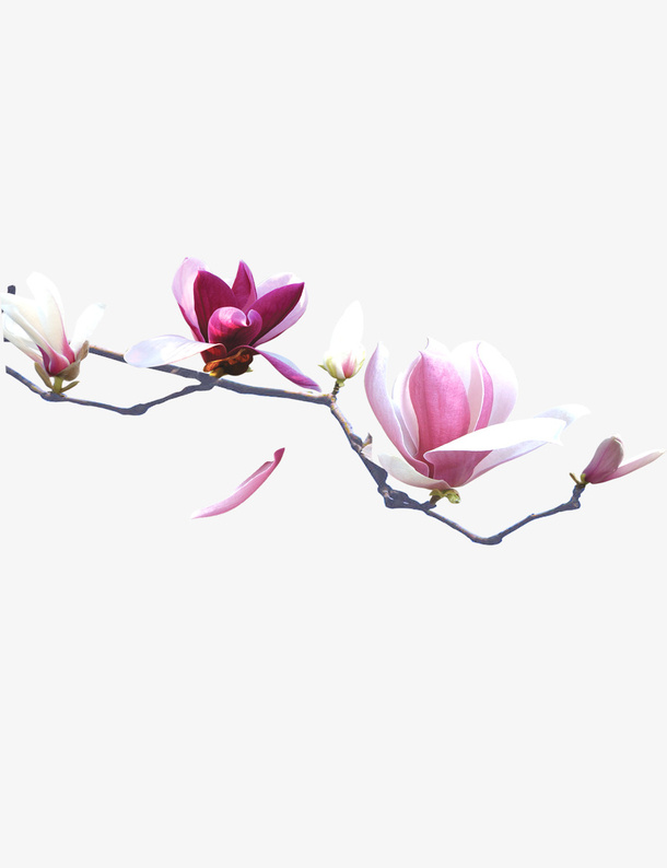 花卉免抠