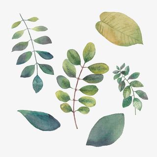 手绘墨绿植物装饰免抠