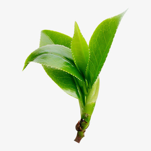 新鲜茶叶嫩芽免抠