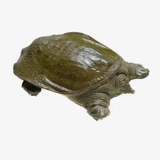 甲鱼免抠