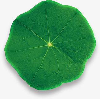 荷叶免抠 荷叶免抠