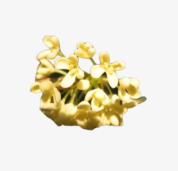 黄色桂花花瓣图片素材免抠