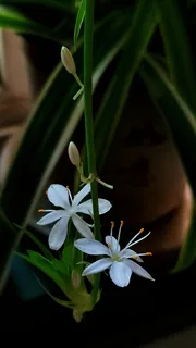 春天白色小吊兰高清