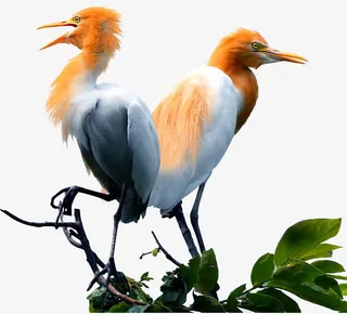 两只小牛背鹭免抠