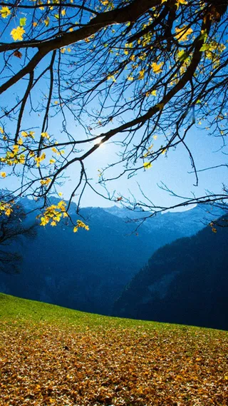 秋季H5背景高清