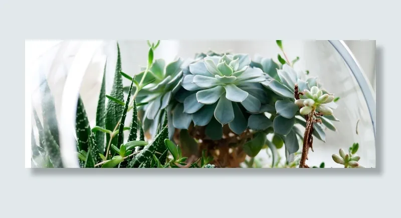 多肉绿色植物盆栽高清