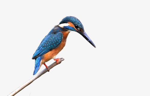 专心捕鱼的翠鸟免抠