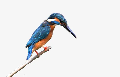 专心捕鱼的翠鸟免抠 专心捕鱼的翠鸟免抠