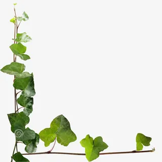 常春藤边框免抠