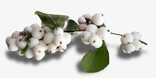 漂亮白色果子免抠