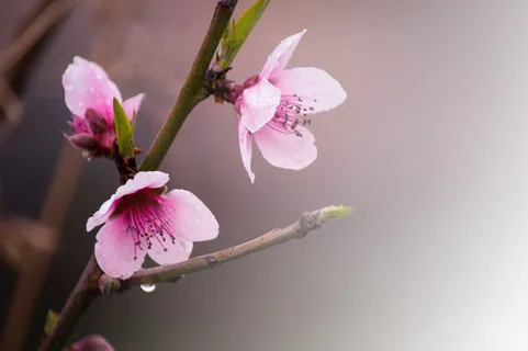 春天 草地 桃花 梨花 渐变透明 元素8免抠背景场景背景元素 春天 草地 桃花 梨花 渐变透明 元素8免抠背景场景背景元素