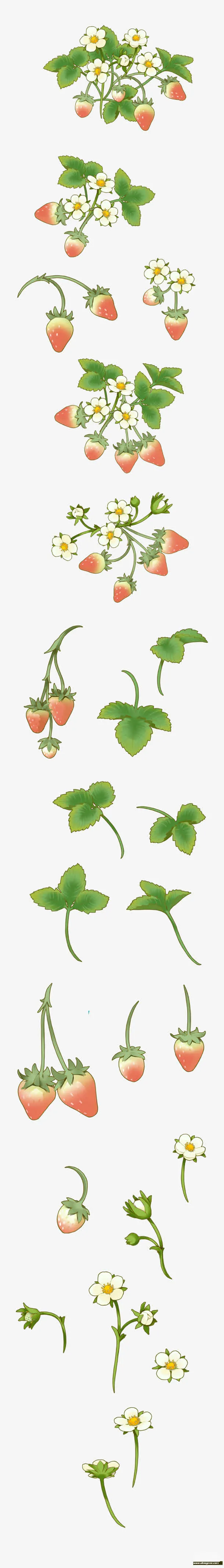 白色花朵绿色叶子草莓免抠