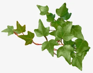 嫩绿三叶树枝免抠