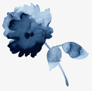 蓝色渐变说明月季花免抠