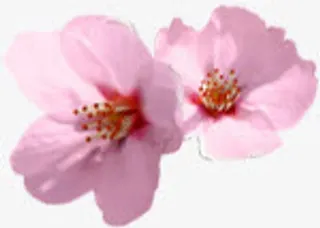 植物粉色花朵清新桃花免抠