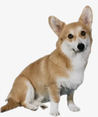 景观效果狗狗实景免抠