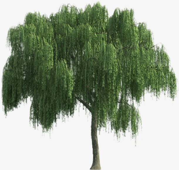 一棵柳树，，，，免抠动植物植物元素
