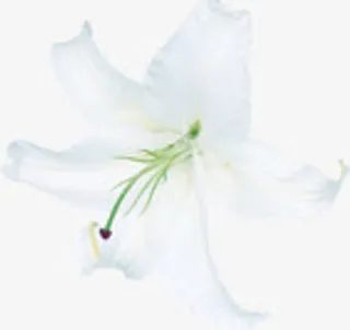 白色唯美纯洁花朵节日免抠