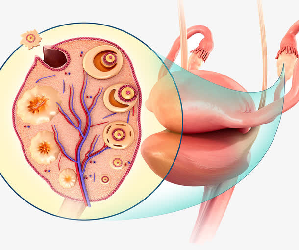 人体泌尿系统免抠