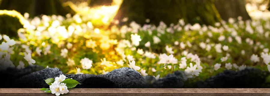 春天植物景色摄影小清新绿banner高清