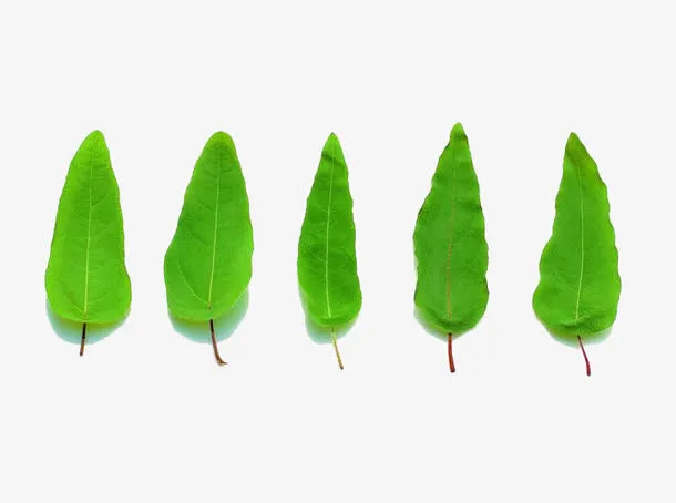 香草叶子免抠