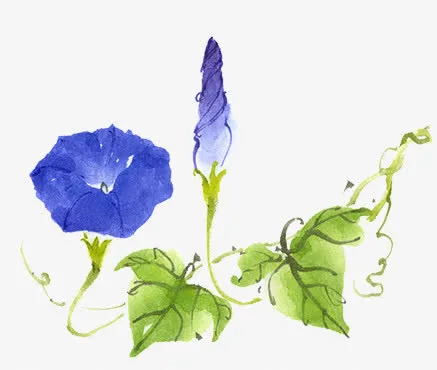 水彩牵牛花免抠