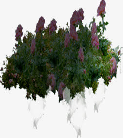创意元素绿色草本植物花卉摄影免抠