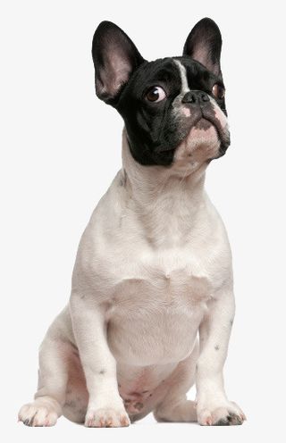 沙皮狗素材免抠