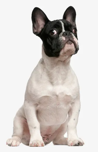 沙皮狗素材免抠