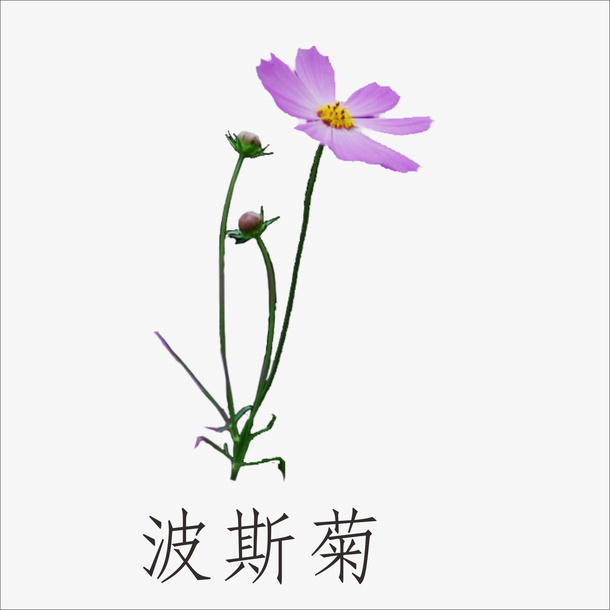 波斯菊免抠