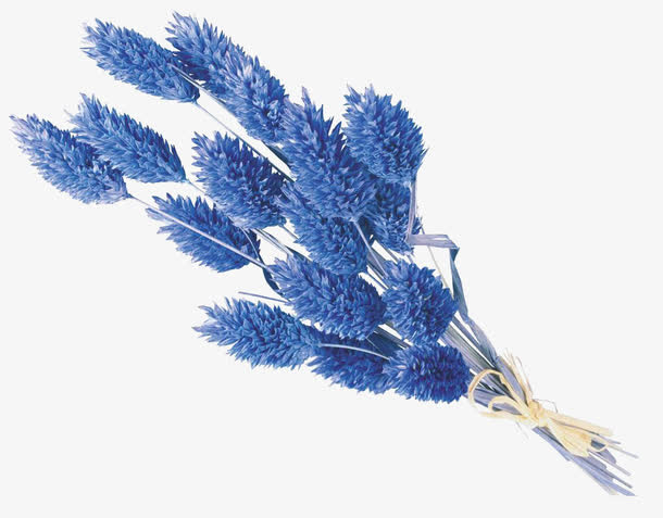 干花免抠
