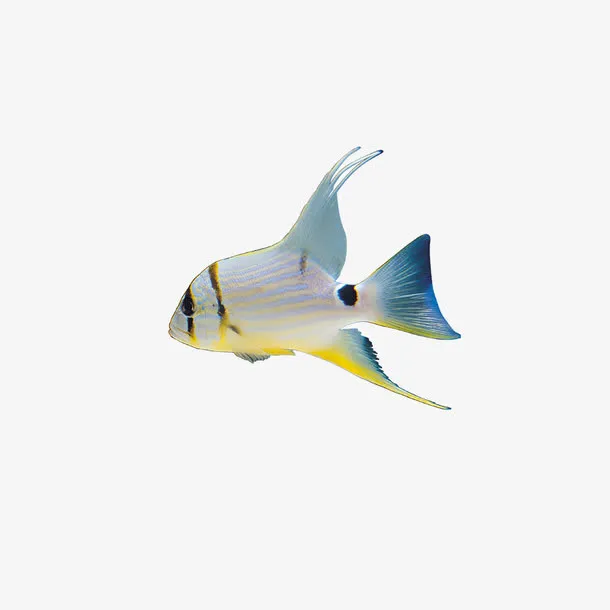 虫鱼鸟兽免抠