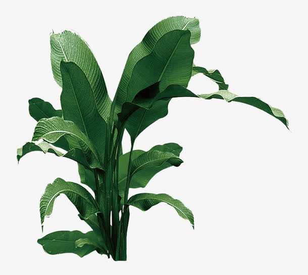 一棵芭蕉树免抠