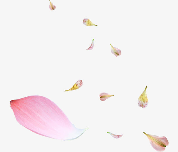 唯美花瓣素材免抠