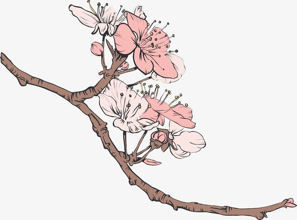 素描插画樱花免抠