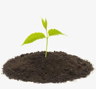 小树苗图片免抠