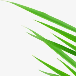 绿色艺术手绘竹叶免抠