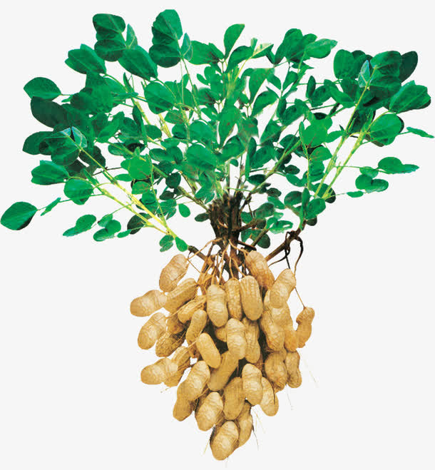 花生免抠