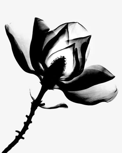 黑色花朵免抠
