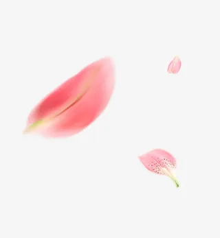 花瓣飘香免抠