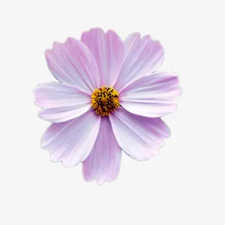 草地生成的花朵免抠