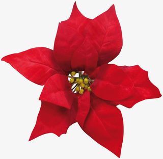 圣诞节红色装饰花朵素材免抠