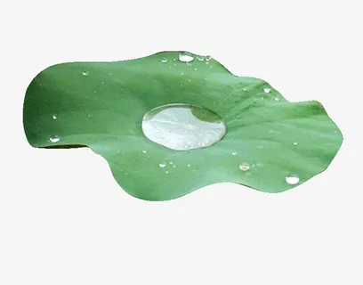 绿色的荷叶免抠