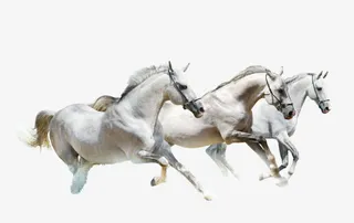 白色奔腾的骏马素材免抠