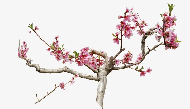 粉色的桃花枝免抠