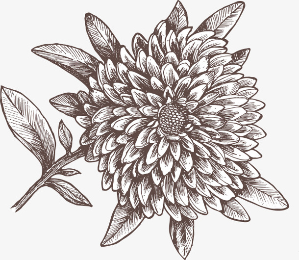 手绘黑色地瓜花素描免抠