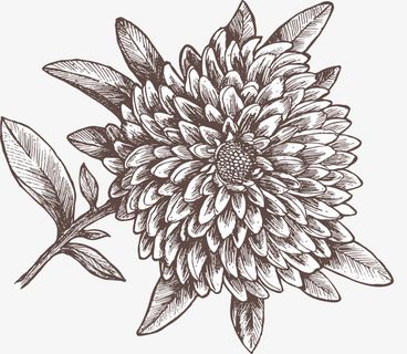 手绘黑色地瓜花素描免抠