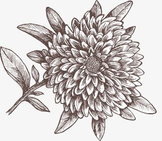 手绘黑色地瓜花素描免抠