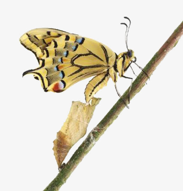 蝴蝶蜕变免抠