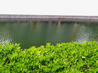 春天  生机勃勃  水免抠背景场景背景元素